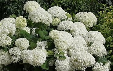 фундук саженцы: Ново бельгийская астра, гортензия, хоста, Лилия Многолетние садовые — 7