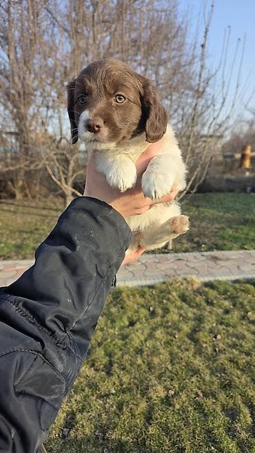 собаки породистые: Щенки спаниеля, несколько окрасов (рыже-белый, шоколадно-белый — 2