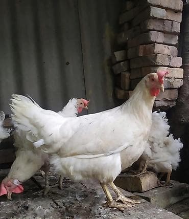 Куры, петухи: Продаю | Петух, Инкубационные яйца, Куры | Бойцовая, Хай-Лайн Браун, Леггорн | Несушки — 4