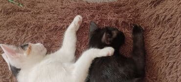 шотландская длинношерстная кошка цена: Кошка даром: Бомбейская, 4 месяца, Мальчик, Проглистована — 7