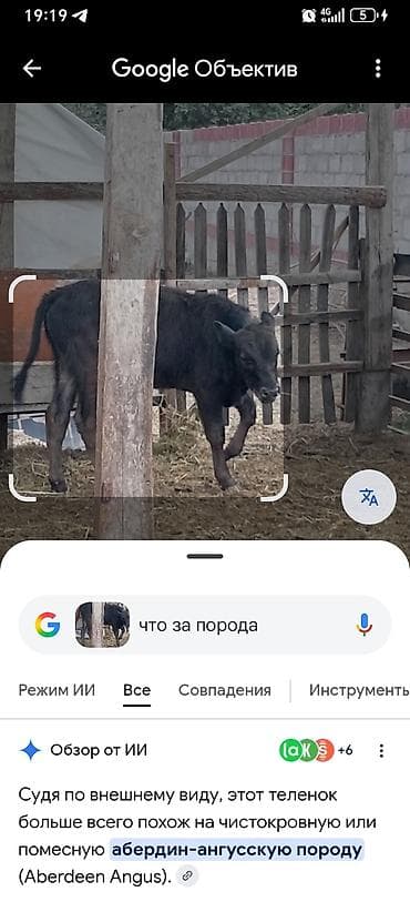животные собака: Продаю | Бык (самец) | Абердин-ангус | На откорм — 7