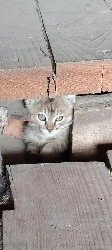 влажный корм для котят: Кошка даром: Беспородная, 1 месяц, Мальчик, Приучена к лотку — 5