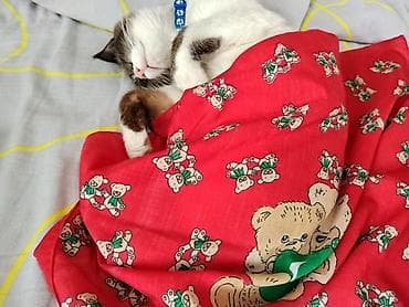 сколько стоит сиамские коты: Кошка даром: Сиамская, 4 месяца, Мальчик, Приучена к лотку — 4