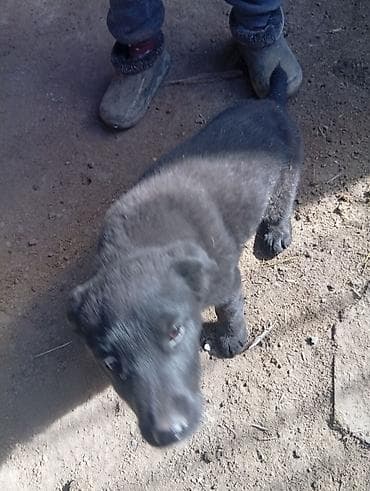 СТО, автобизнес