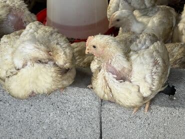 бишкектен уй сатылат: Сатам | Балапандар | Бройлер | Союуга — 2