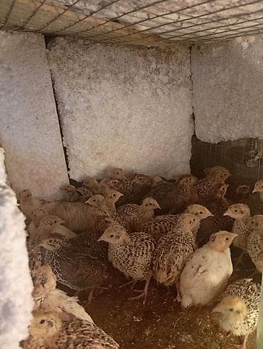Үй жаныбарлары: Продам перепелок молодняк скоро будут нестись им 25 дней,и маленькие — 6