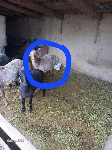 каракол кролик: Сатам | Ургаачы кой (ургаачы) | Арашан | Көбөйтүү үчүн | Токту — 3