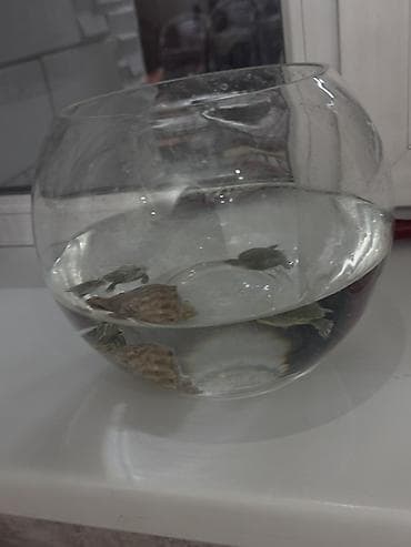 фильтр для пруда: Малыши водные черепахи (примерно 3–4 см панцирь). Активные, хорошо — 7