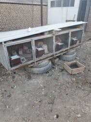 аренда животных: Продаю | Крольчата | Декоративная | Для разведения | Племенные — 5