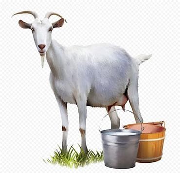 мёд куплю продам: Продаю | Коза (самка) | Для молока — 1