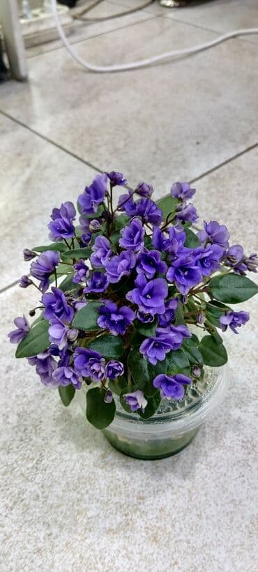 детки: В продаже трейлерные (ампельные и кустовые)фиалки🌺🥀🌺: детки — 6