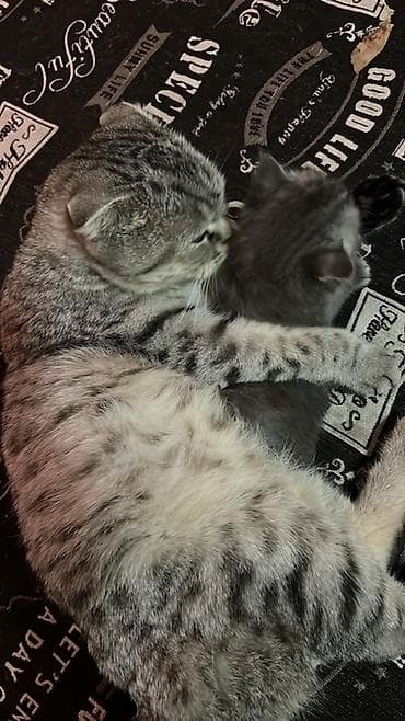 японская кошка: Котята с классическим тигровым окрасом (табы), ( полукровки, мама — 4