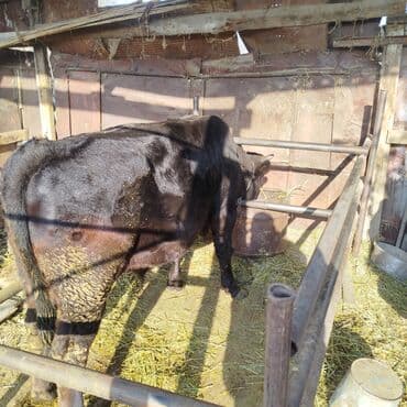 продаю связи с переездом: Продаю | Бык (самец) | На откорм | Привязанные — 2