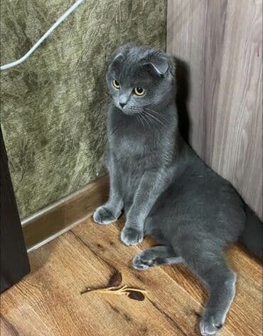 вислоухие котята бишкек цена: Шотландская вислоухая кошка (Scottish Fold), окрас — сплошной серый — 1