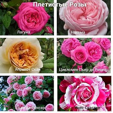 колючки: Https://t.me/blooming_garden_kg Редкие и эффектные декоративные — 8