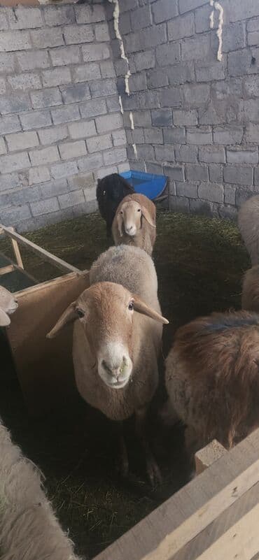 продаю папугай: Продаю | Овца (самка), Ягненок, Баран (самец) | На забой, Для разведения — 3