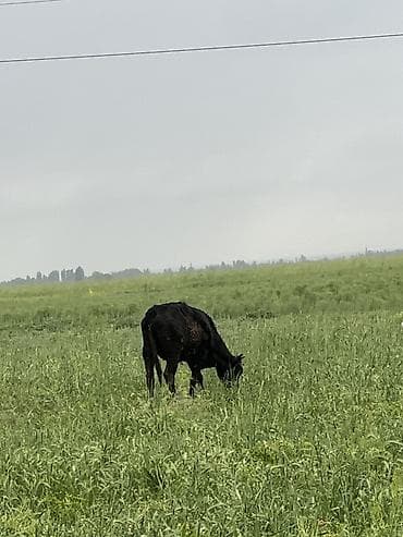 шведская корова: Продаю | Корова (самка) | Для разведения — 1
