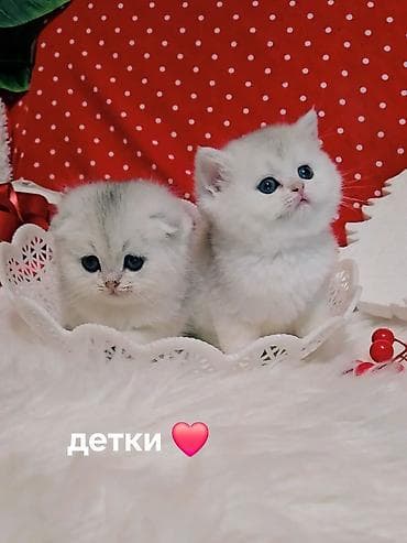 кошка кот: Вязка ! Не продажа!!! Молодой котик Scottish fold окрас серебристая — 7