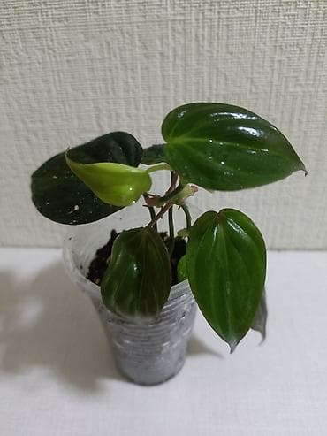 комнатная пальма: Пальма хамедорея. Высота растения примерно 25 см. Активно растущие — 7