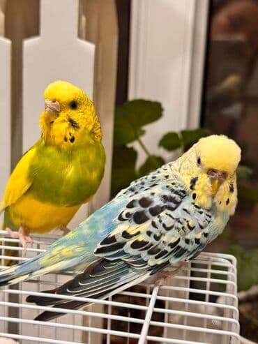 куплю попугая: Пара волнистых попугаев с оснащённой клеткой. Состав набора: - 2 — 1