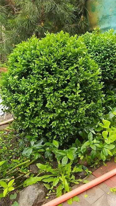 Самшит: Самшит вечнозелёный (Buxus sempervirens), сформированные шаровидные — 2