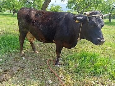 Продаю | Корова (самка) | Алатауская, Швицкая | Для разведения, Для молока | Стельные, Искусственник — 3