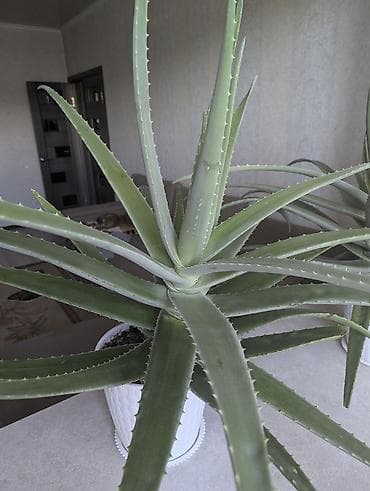 Бөлмө өсүмдүктөрү: Алоэ ( алоэ вера), крупные взрослые розетки в горшках. Возраст 5 лет — 3