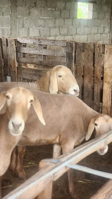 кармушки для баранов: Продаю | Овца (самка) | На забой | Матка — 1