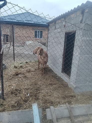 кролики каракол: Сатам | Кочкор (эркек) | Арашан | Көбөйтүү үчүн | Жасалма жол менен боозутуу — 3