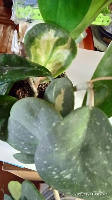 времени: Хойя вариегатная (Hoya carnosa variegata) — компактные укоренённые — 7