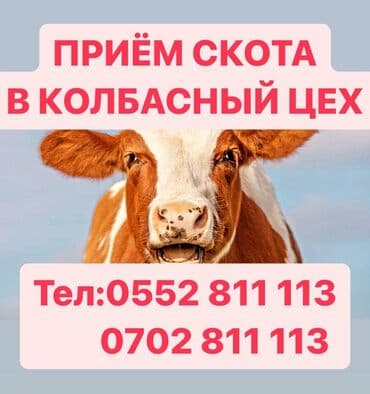 продаю в связи с переездом: Калбасный цехге Уй кой Жылкы Алабыз Этке. Колбасный Цех Принимаем — 2
