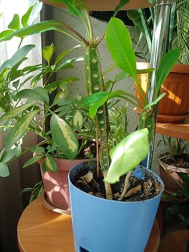 лимон комнатный цена: Продаются цветы от 200 до 500 сом — 9