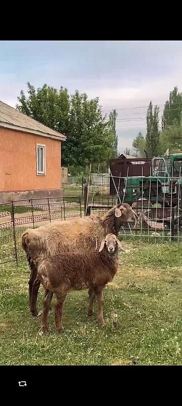 кошара красная речка: Продаю | Овца (самка) | Для разведения | Матка — 3