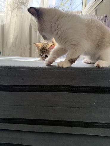 cat litter: Кошка даром: Беспородная, 1 месяц, Девочка — 6