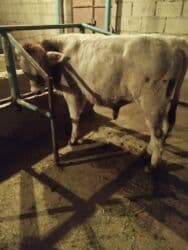 продаю музоо торпок корова самка бык самец айрширская ангус алатауская на забой для разведения на откорм племенные нетель привязанные: Продаю | Бык (самец) | На откорм | Искусственник — 1