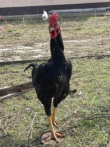 животные корова: Продаю | Петух | Бойцовая | Для разведения — 3