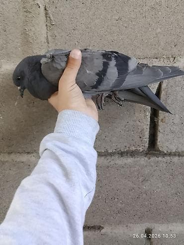 золотой ворон: Почтовый голубь (темно-серый окрас) - Порода: домашний голубь — 9