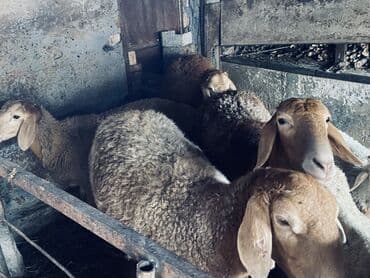 жугору цена: Продаю | Овца (самка) | Гиссарская, Арашан — 4