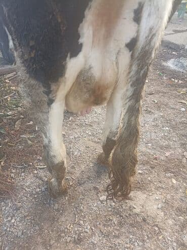 куплю домашнее животное: Продаю | Корова (самка) | Голштин | Для разведения | Привязанные — 3