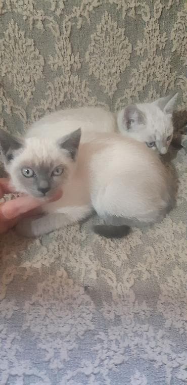 кошка маленкий: Отдам котят в добрые руки, мальчик и девочка — 2