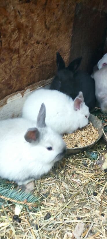 кролик цена: Продаю | Крольчата | Калифорнийская, Новозеландская, НЗК | Для разведения — 9