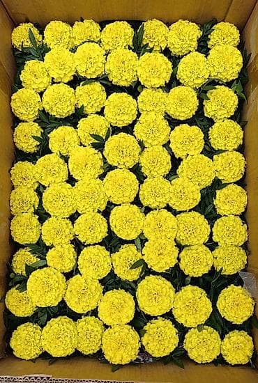 купить цветы петунии: Рассада цветочных однолетников для клумб и балконных ящиков. В — 3