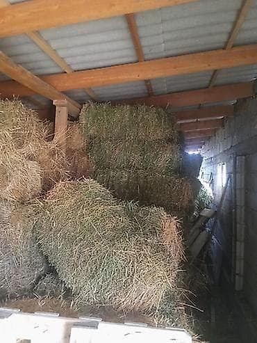 Башка жаныбарлар: Тюки экспорцепт 400 штук., Цена договорная(100 сом)

номер телефона — 1