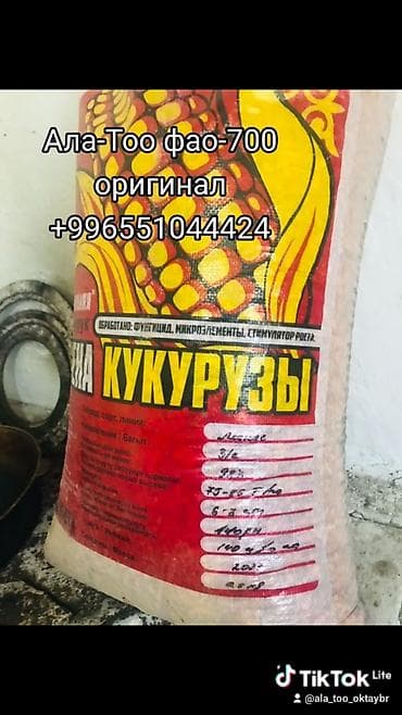 осд киндер: Жугору урук сорт Ала-Тоо,,,,,,,,,,, Направление зерно-силос, Выход — 1