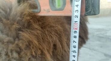 сельскохозяйственные животные продажа: Продаю | Баран (самец) | Для разведения | Племенные — 2