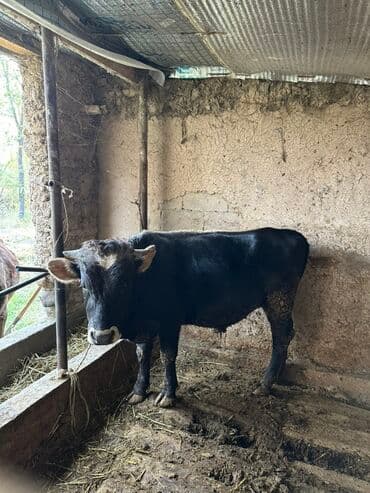 Кемирүүчүлөр: Сатам | Бука (эркек) | Бордоп семиртүү үчүн | Байланган — 7