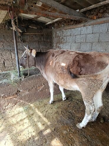 карова дойных: Сатам | Уй (ургаачы) | Сүт алуу үчүн | Байланган — 1