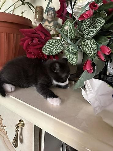 Иттер: Мышык бекер берилет: Породасыз, Ургаачы, Лотокко барууга үйрөтүлгөн — 3