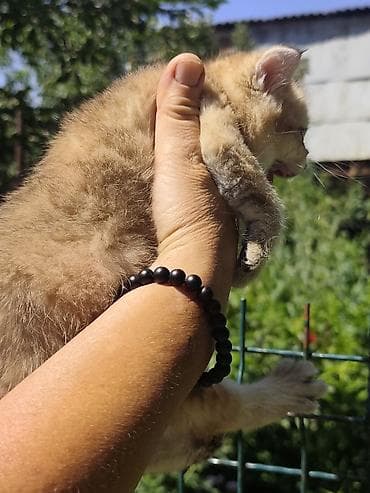 Животные: Очаровательные котята с золотистым окрасом шиншилла/голден (короткая — 6