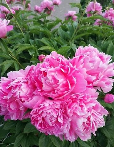 саженцы пионы: Корни пионов от 500 с и выше отправляем по регионам звоните по но — 1